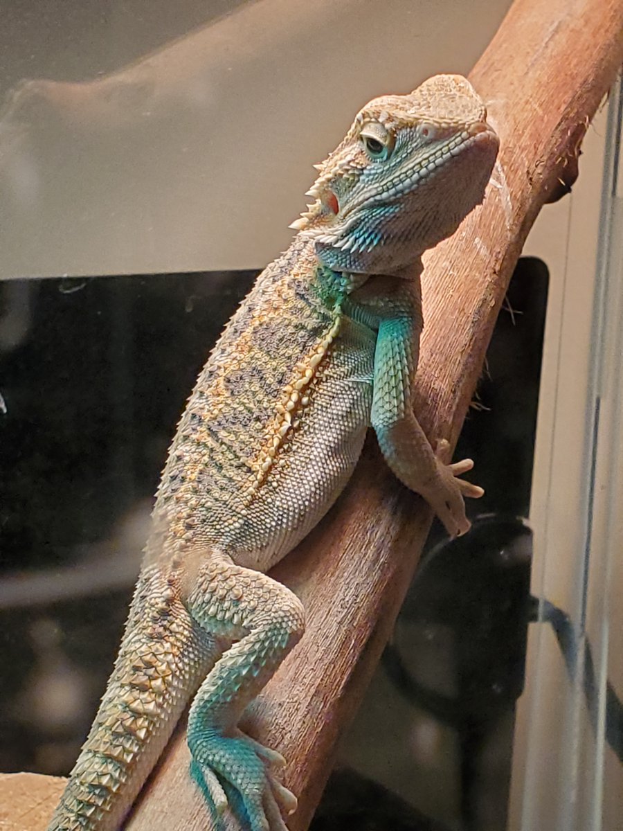 FRPLLC's tweet image. Ana &amp;amp; Bob's Tip and News...and SPIKE! - mailchi.mp/1c7b502cc9ba/a…