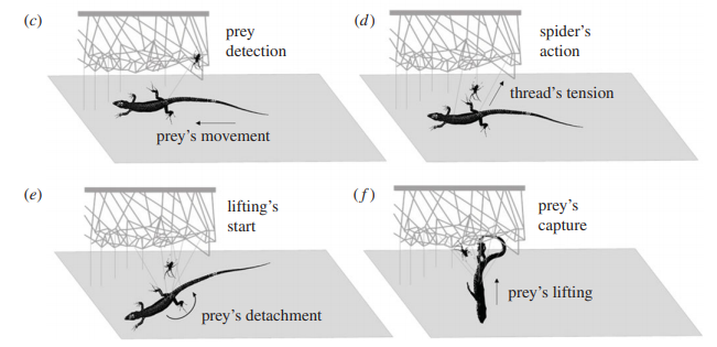 ¿Cómo es que sucede? Estas arañas tejen una intrincada red entre dos superficies paralelas (una generalmente es el suelo) en la que la potencial presa queda aprisionada y dispara la reacción de la araña: Greco & Pugno, 2021