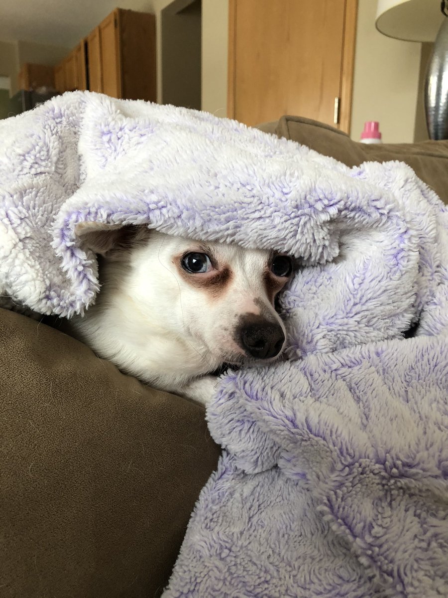 Mom, the windchill is -27. My ancestors lived in Mexico. I’m not genetically programmed to pee outside in this weather. Stop asking if I want to go outside. NO!!!!