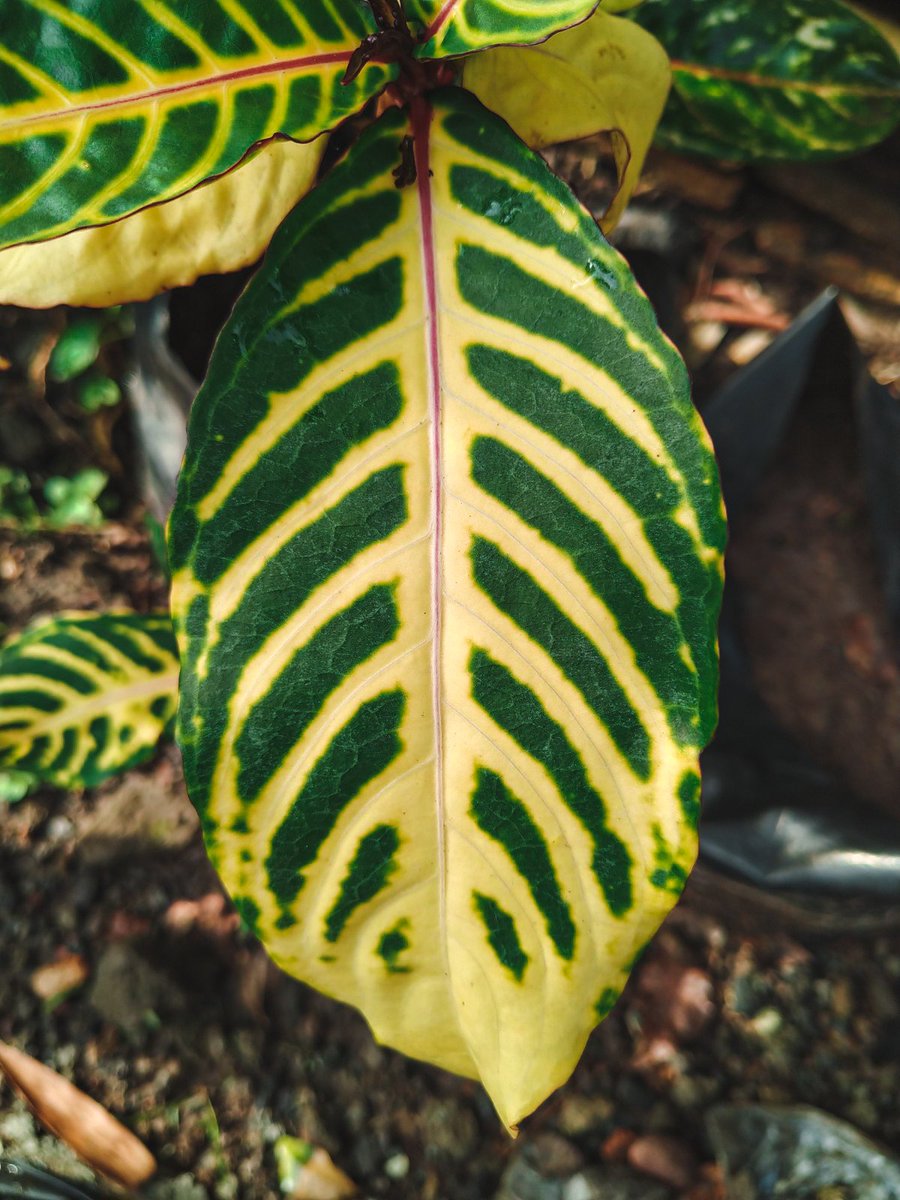 oistoriez's tweet photo. Develop new natural tone..

#shotonphone
#shotbyphone 
#asusmaxprom2
#lightroom #lightroompreset https://t.co/J2Sl9look5