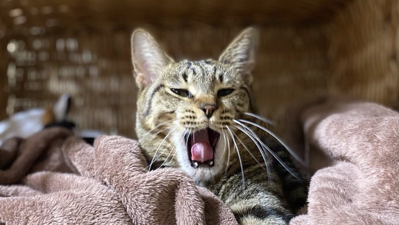 flare20200523's tweet image. おはよー✨