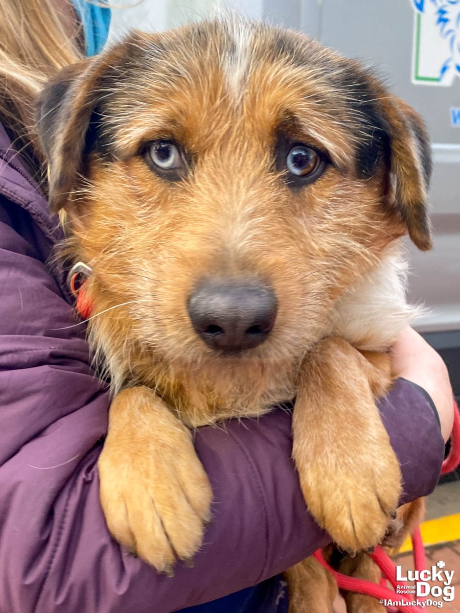 DCLuckyDog's tweet photo. Check out our new arrivals! These and more Lucky Dogs and Cats took their first steps in the DC Metro Area today and are ready to find their forever families. Please visit https://t.co/R8pHOpNML9 to learn more about adopting a Lucky Dog or Cat. #LuckyDogAnimalRescue #IAmLuckyDog https://t.co/gEsk5YsKF0