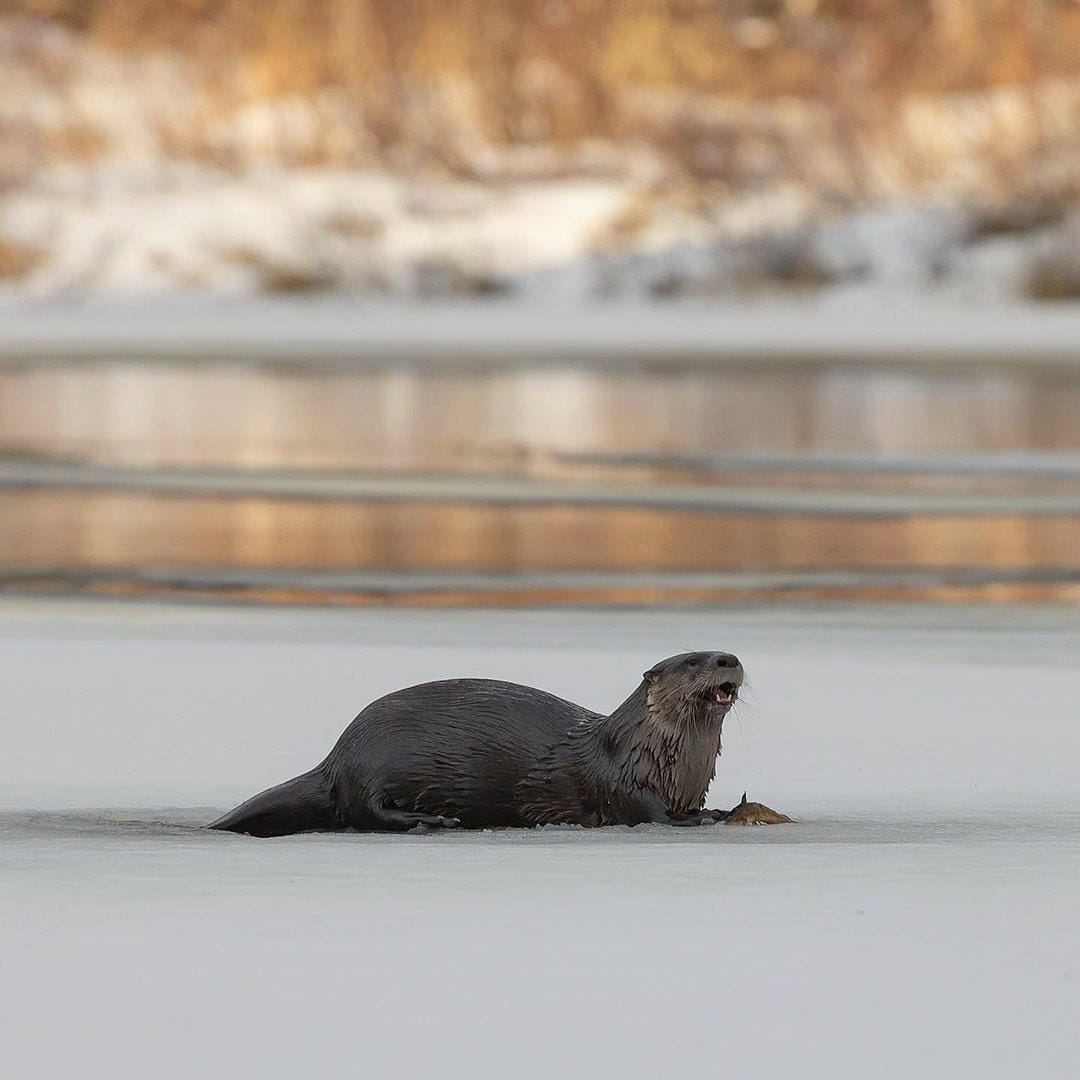 ProLabCanada's tweet photo. This photogenic otter was spotted in #AlgonquinPark! Shot on a #Canon T6i &amp; EF 100-400mm lens. 1/500 sec, F/8, ISO 200 📷: natashaboudens100/IG

We can help you provide your clients with top quality prints of your best #wildlifephotography: https://t.co/XXuKNrALMo #ProLabCanada https://t.co/KRpkLRuhmB