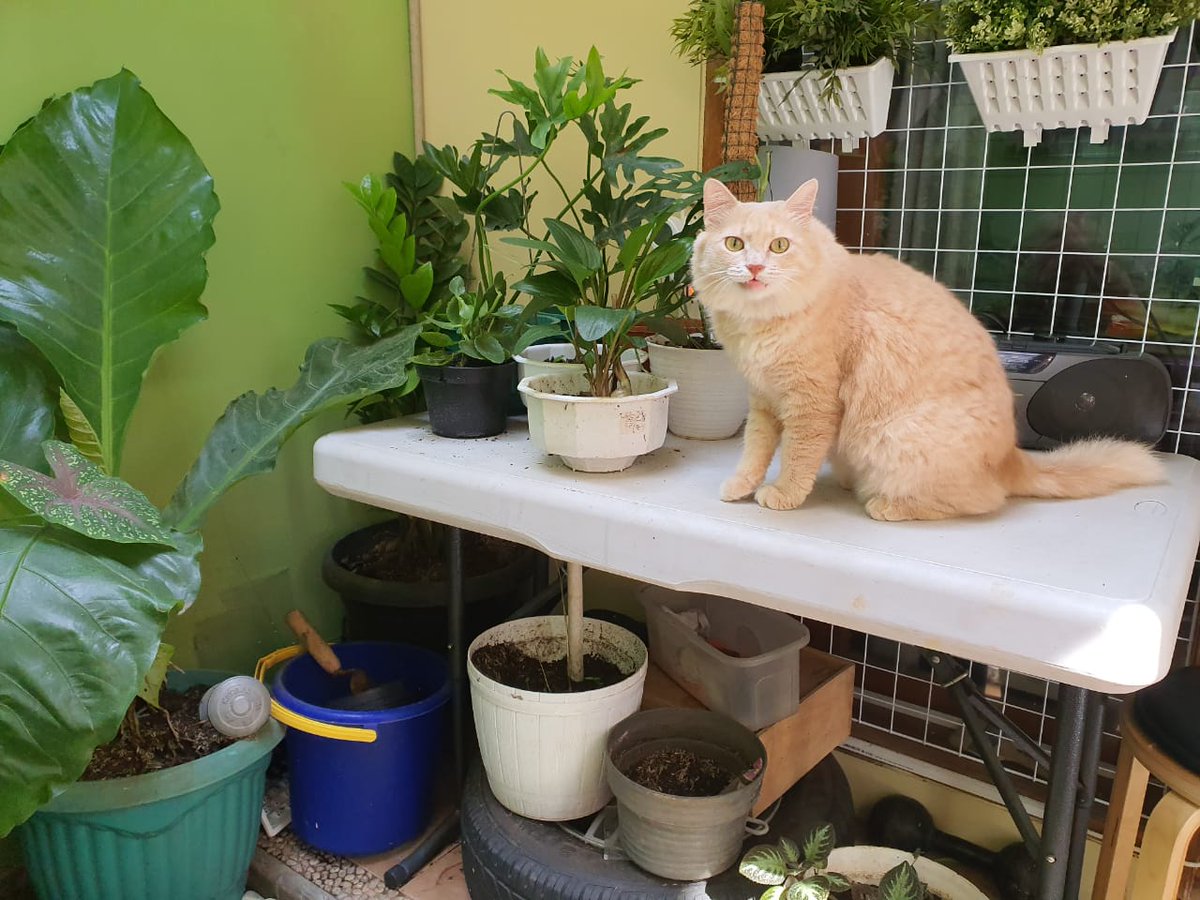 Kak ucil selama pandemi ikutan masuk fandom tanaman kaya ibu2 lain