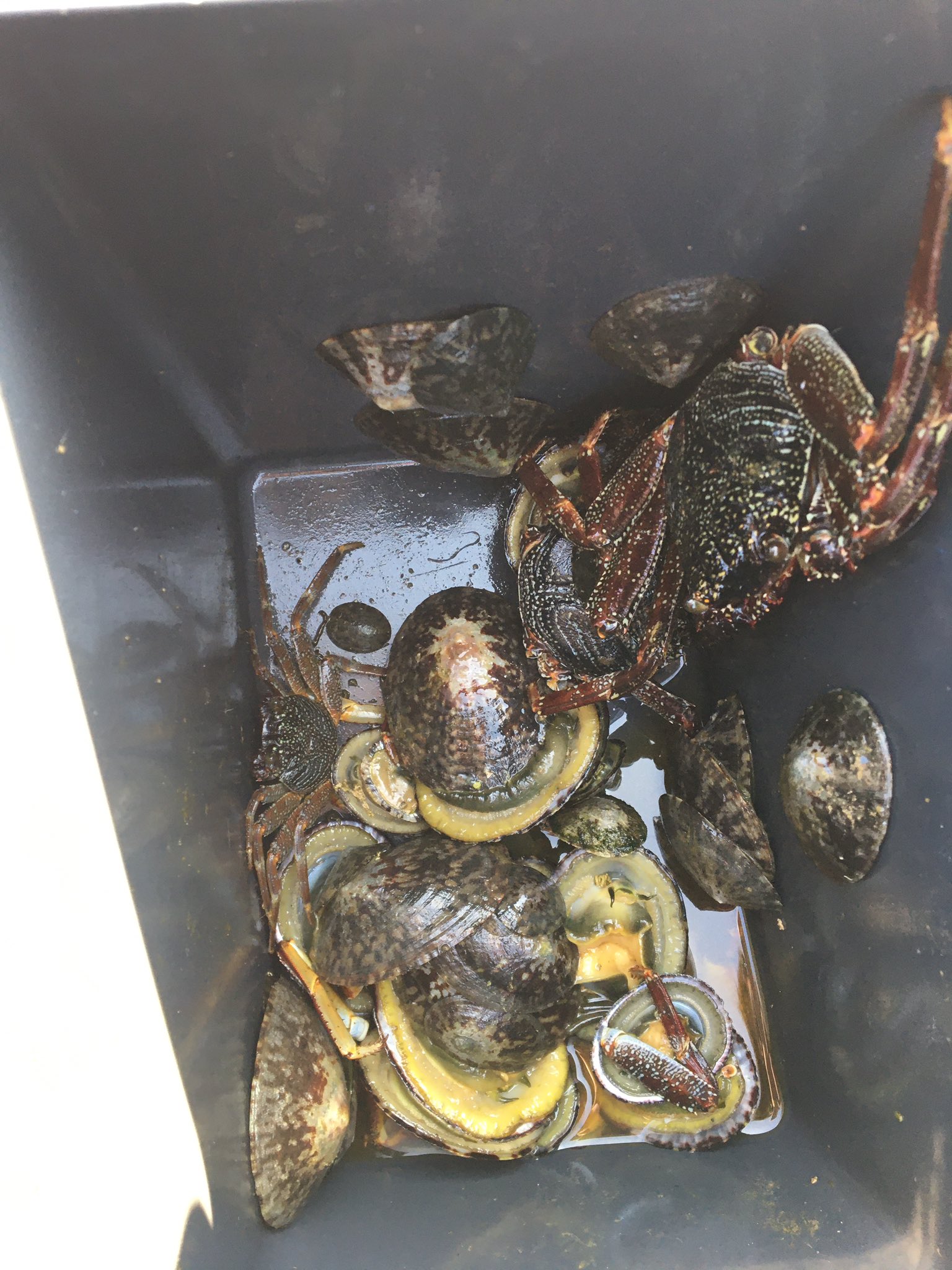 トッポガニ 石鯛 カニ 釣りエサ