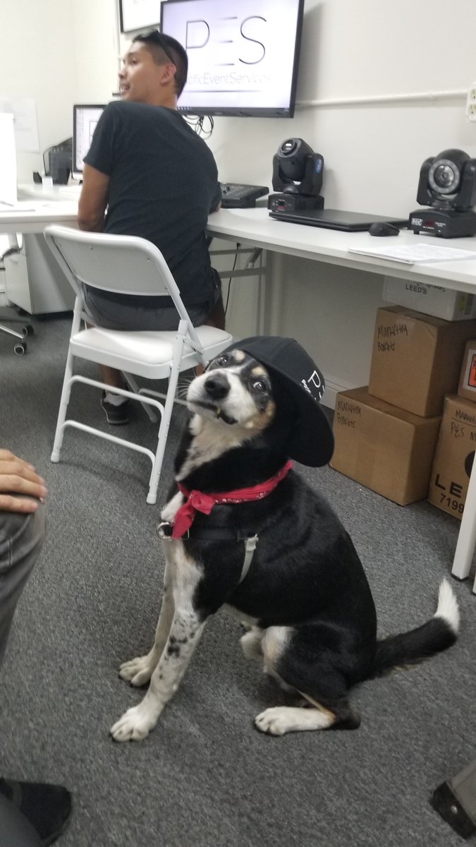 mynstoq's tweet photo. This is Buddy - our mascot at @PacificEvent...
I'll leave this right here. #dogstyle #PES https://t.co/WfTpNrFkrk