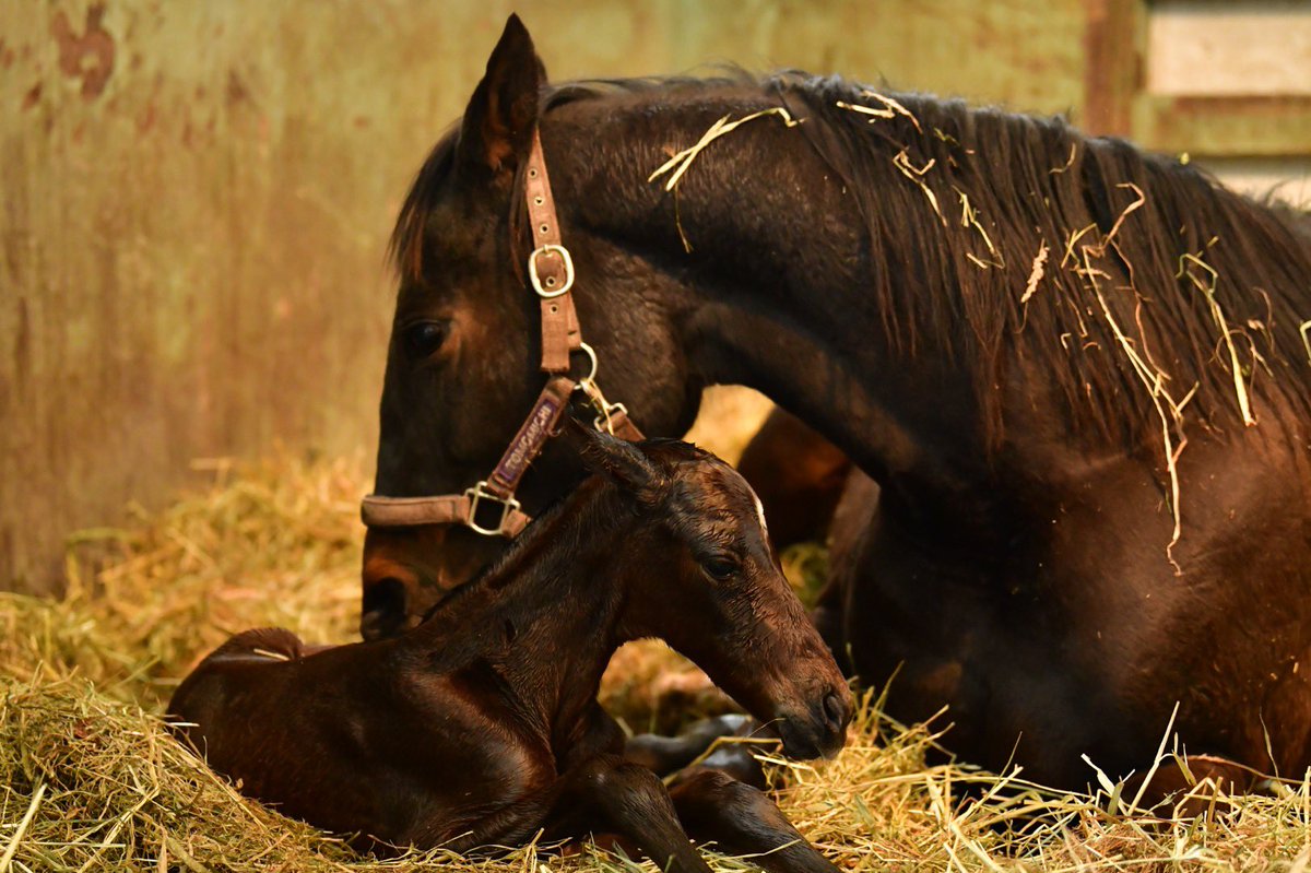 高村牧場 2月3日生まれ 父 レイデオロ 母 モハンマディ 母父 ディープインパクト 黒鹿毛 牝馬 初仔で小柄ですが母のお乳を飲み元気いっぱいです 皮膚感が金箔のように薄く小顔さん すくすくと元気に育ちますように