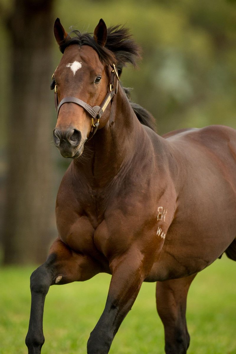 Upper Bloodstock 🇭🇰 strike at $130,000 for lot 73 <a href="/inglis_sales/">Inglis</a> a strong Super One colt from <a href="/SledmereStud/">Sledmere Stud</a> 💥🔨

Well done to breeder Jock Mackay 👏

#ItsPossible
