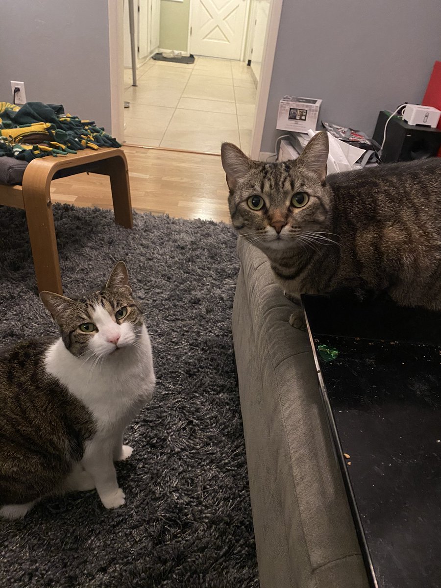 Innocuous_Flop's tweet photo. Happy #Caturday! #CatsOfTwitter https://t.co/7AaqvW2MvV