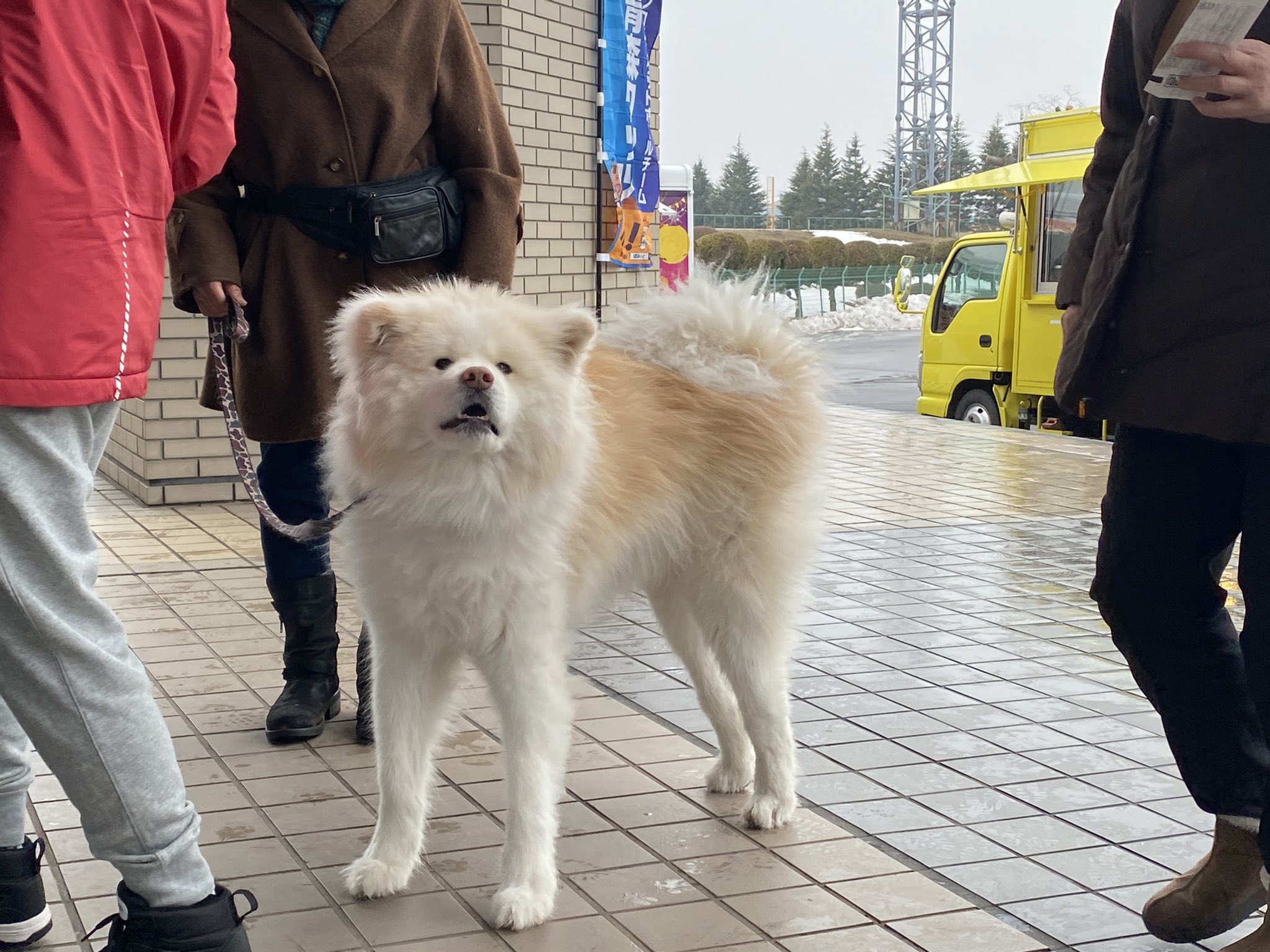 ばんばん Feダイエット部 New History ファーファ ふわふわ ちゃんがお出迎え 八戸東体育館 T Co Hrihjttlii Twitter