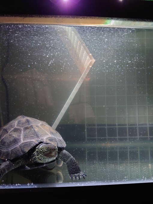 クサガメのtwitterイラスト検索結果 古い順