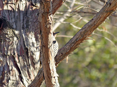 EDCsTweets's tweet photo. 2021 Great Backyard Bird Count Starts Soon from #EclecticDesignChoices blog post https://t.co/X4q2b1d8as https://t.co/8C0WwAjaNb