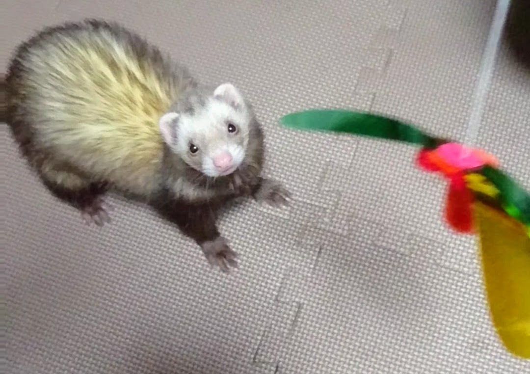 ワイドナショーで イタチ が話題に トレンドアットtv