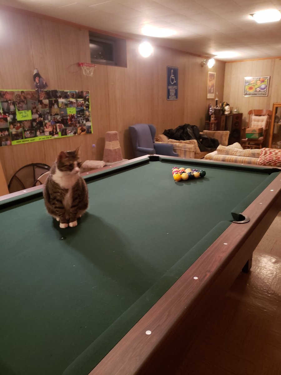 MicheleFinn1's tweet image. Playing some pool on this cold night  with some help from #sammo!!!