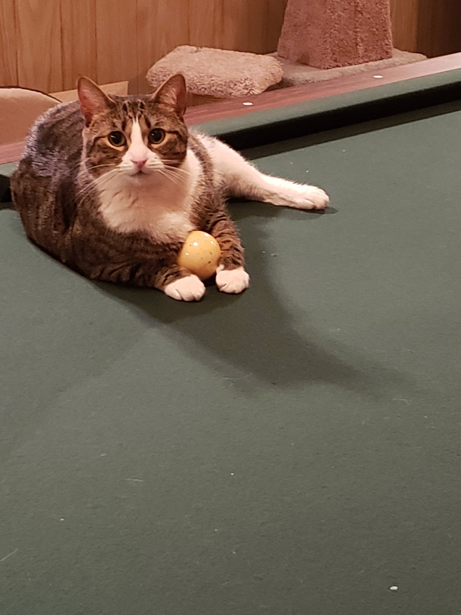 MicheleFinn1's tweet image. Playing some pool on this cold night  with some help from #sammo!!!