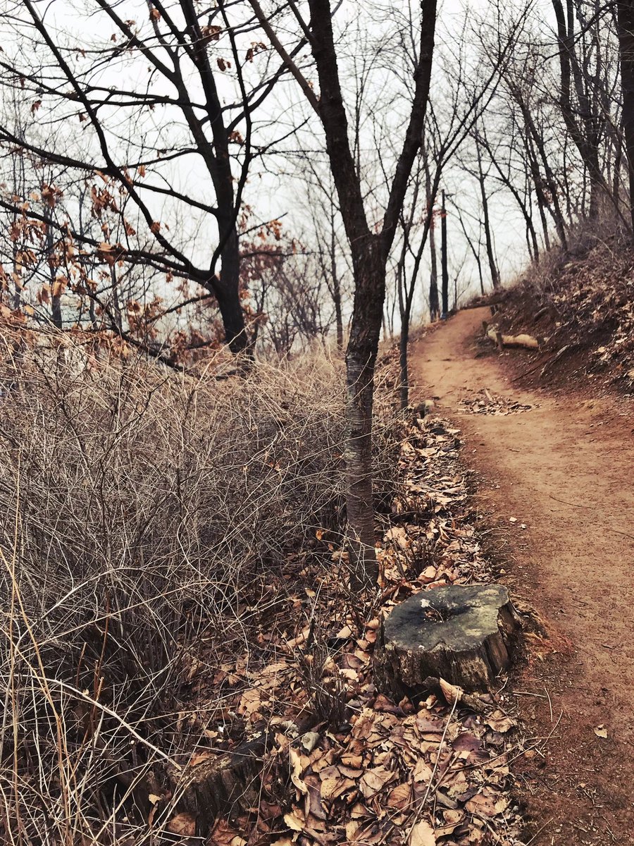 cafeholmes2012's tweet photo. 일요일 아침 산책. 2월의 안개 숲. https://t.co/CpwvSGTZaE