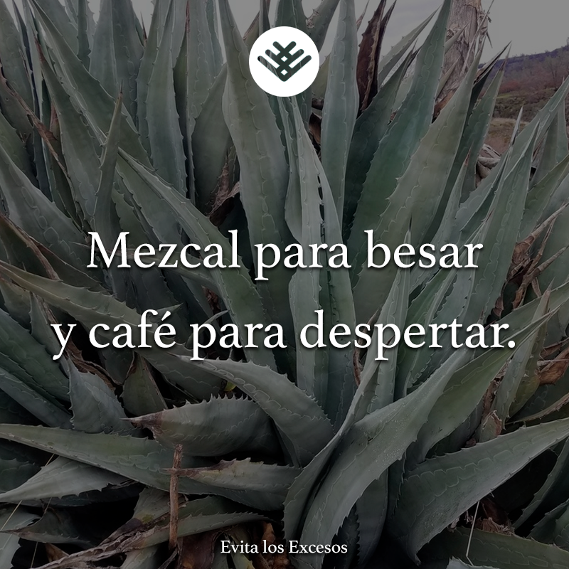 amamcdmx's tweet photo. Sigue al @mutemgaribaldi Museo del Tequila y el Mezcal para conocer más sobre nuestra gastronomía. #MuseosAMAM #MuseosQueTeCuidan #MUTEM #GARIBALDI #QuédateEnCasa https://t.co/XZXRROjEUz