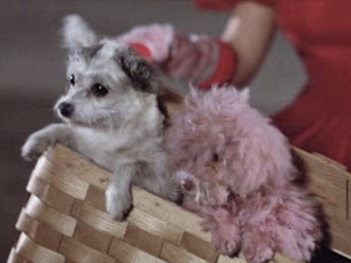 Lulamaybelle's tweet photo. Raise your hand if you knew the dog in THE SILENCE OF THE LAMBS was the same one in THE BURBS, PEE WEE’S BIG ADVENTURE and BATMAN RETURNS. Darla was a prolific dogtress. https://t.co/o8zRCQW8eZ