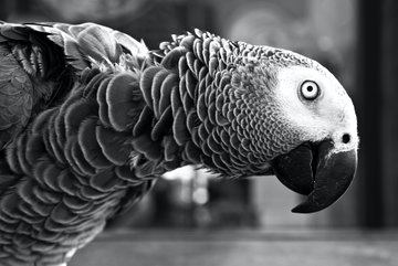 Curiosity