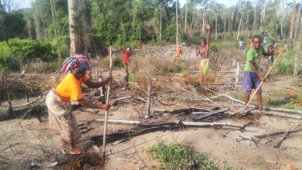 Jayah_Jacket's tweet photo. Beroboka community reforestation activity in Belalanda forest (15,8 ha done). #Menabe_Antimena_Area_Protected #Menabe_Region #Madagascar #USAID_Mikajy project @TeamKMCC https://t.co/p6GKzrp97a