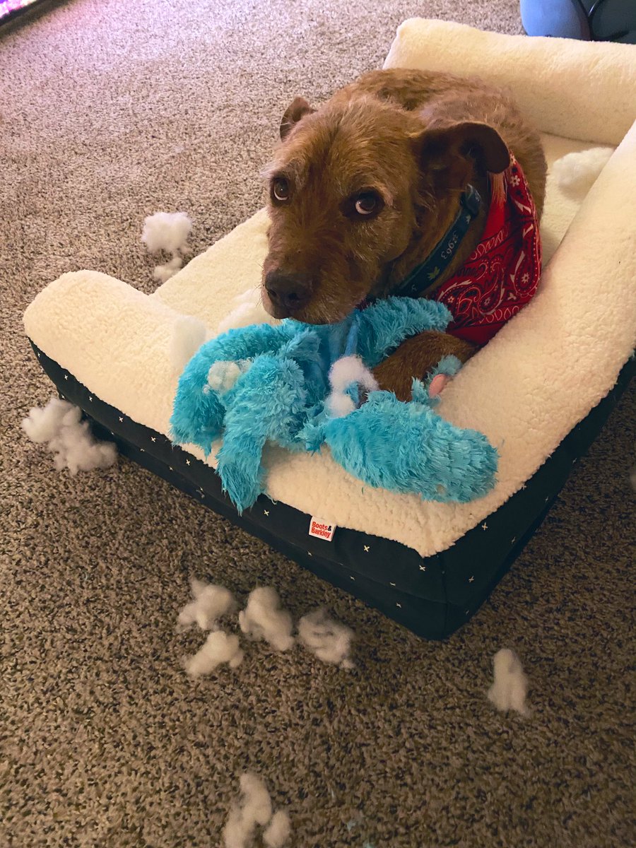 Mumblemaw's tweet photo. Teddy is such a good boy! I love my new dog so much, he’s incredible! https://t.co/8yPuiuFZVy