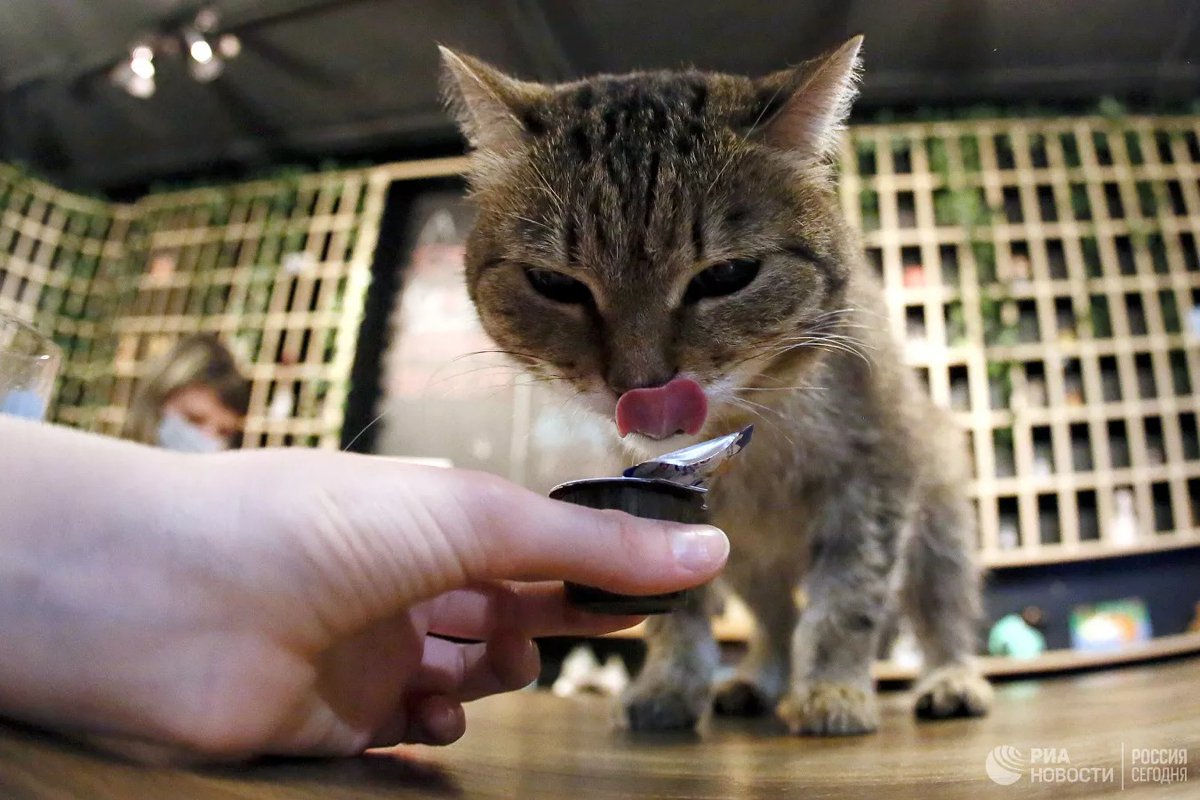 Сырое мясо можно давать котам. Можно давать кошкам сырую печень. Можно давать кошкам сырую печень. Можно давать кошкам сырую печень. Можно давать кошкам сырую печень.