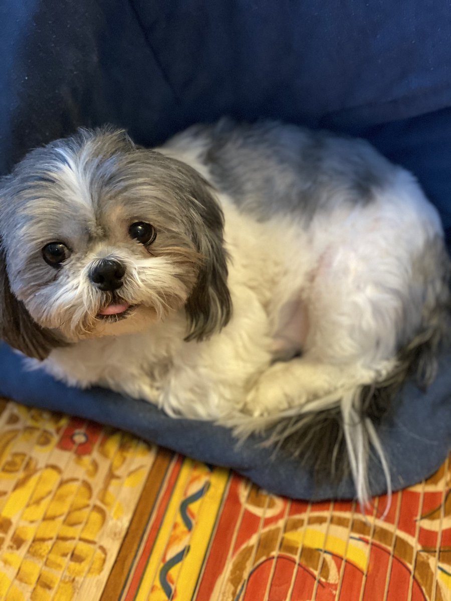 tmswDO's tweet photo. @CitySlicker1028 He's my favorite sidekick! #puppychulo https://t.co/pm4bvzwDon