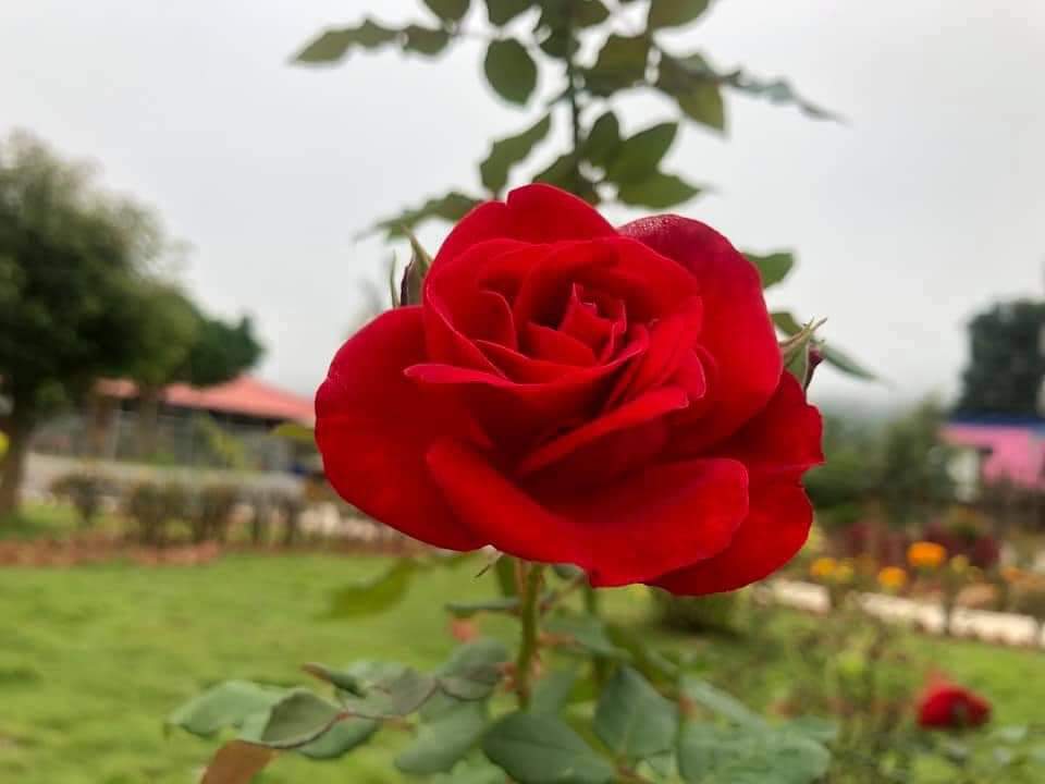 वास्तविकता भन्दा हेराइ र बुझाइबाट निर्देशित हुने गर्दछन् मानिसका कदम र व्यवहारहरु, क्रिया र प्रतिक्रियाहरु।
गुलावको फूलहरू भन्दा आत्मियताको हेराइ र बुझाइ ठीक राख्नुपर्छ । तब मात्र सम्बन्ध सुमधुर बन्नेछ ।
Happy Rose Day🌹🌹