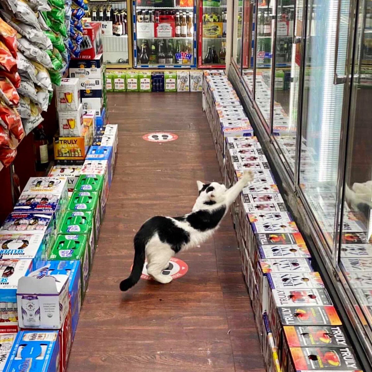 Bodegacats_'s tweet photo. https://t.co/x9EUNyNoIy