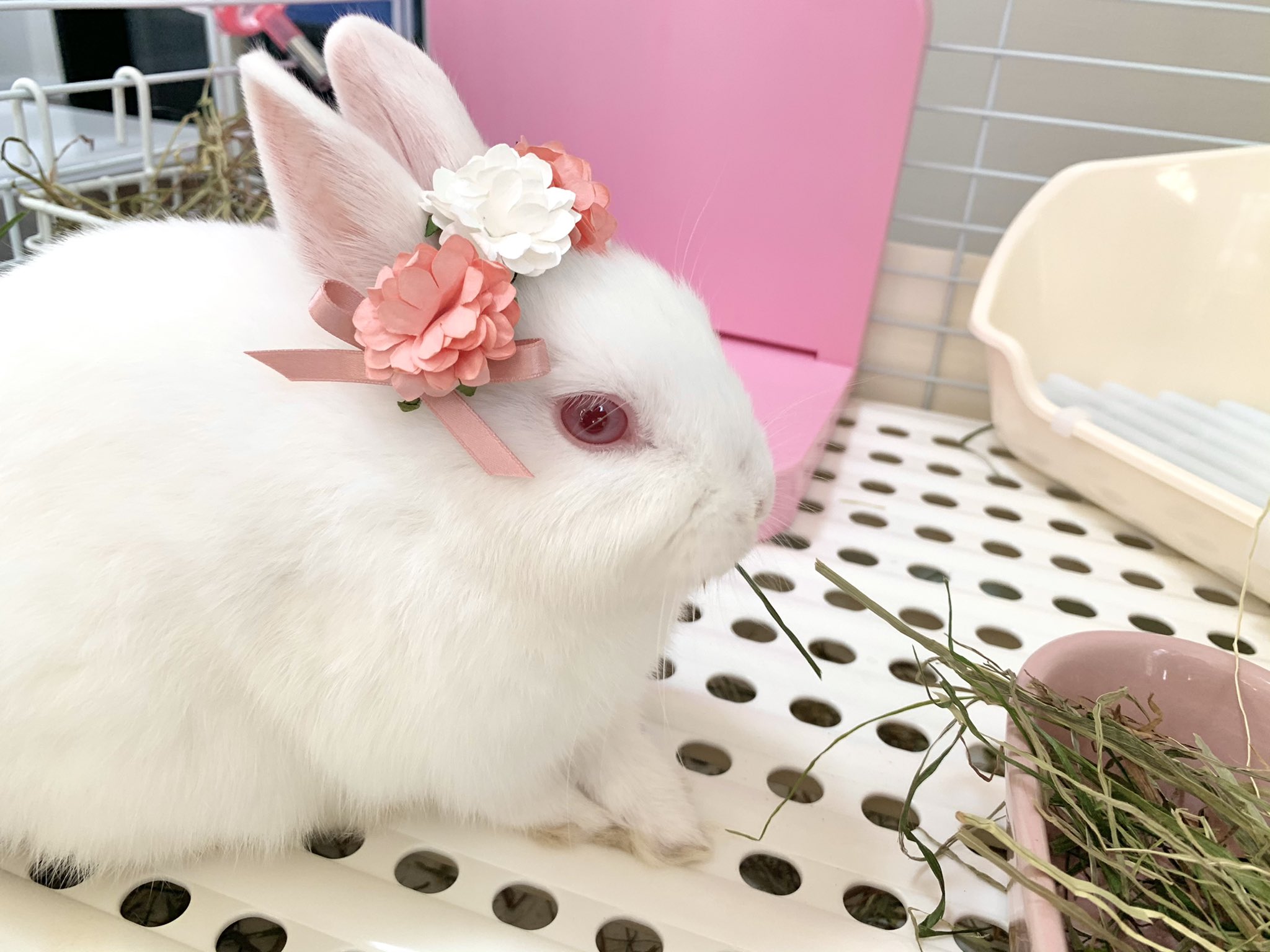うさぎ花冠 Twitter Search Twitter