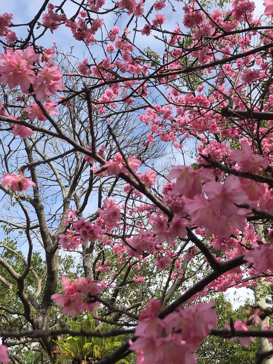 AsanoTobari's tweet photo. 今年もちゃんと桜前線は来ましたよ🌸
#桜　#沖縄 https://t.co/nIXOzsGILL
