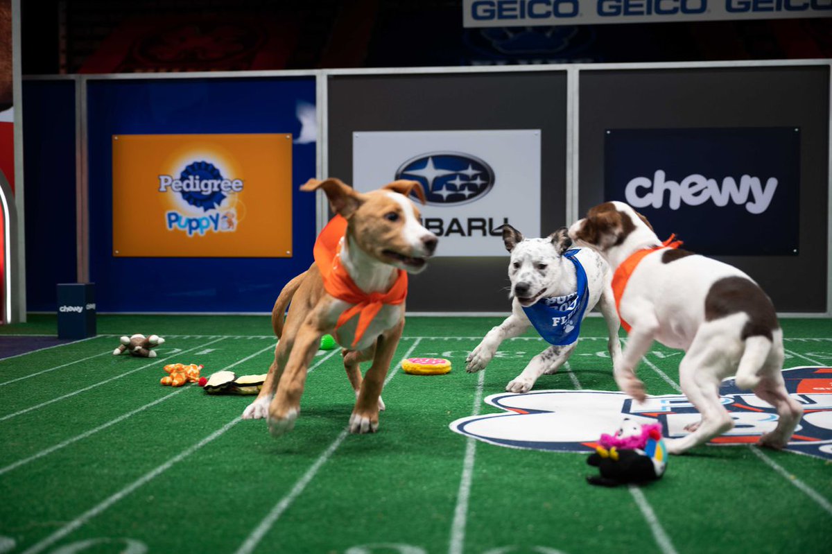 Shermanbot's tweet photo. Sunday February 7th --
“Puppy Bowl XVII.” With Kristen Bell, Valerie Bertinelli and Duff Goldman. 11 a.m., 3 and 6 p.m. Animal Planet

“Kitten Bowl VIII.” With Beth Stern, Tamera Mowry-Housley and Cameron Mathison. 2 p.m. Hallmark Channel https://t.co/LzciZiFT8M