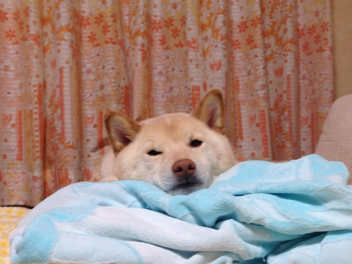 ドッグラン連れて行ったけどほぼ走らなかった犬 ずっとドヤ顔してて可愛すぎる いい顔 走る気ゼロ Togetter ドッグラン連れて行ったけどほぼ走らなかった犬 ずっとドヤ顔してて可愛すぎる いい顔 走る気ゼロ Togetter