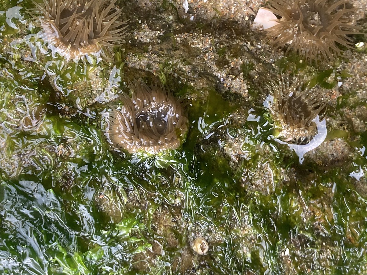 蟻馬次朗 ヨロイイソギンチャクは貝殻片を体にくっつけたり 窪みを愛したり なかなかの変態 神様 触れる勇気をください