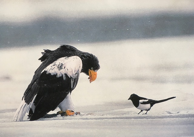 Twitter 上的 すずきじゅんじ ワシに狙われてるよ カササギ逃げて って思ったけど ワシは獲物を見つけるのがうまいカササギやカラスに岸辺にあがったサケを探してもらうんだって で カササギにはサケの皮は硬すぎるのでワシに食い破ってもらっておこぼれを Twitter 上的 すずきじゅんじ ワシに狙われてるよ カササギ逃げて って思ったけど ワシは獲物を見つけるのがうまいカササギやカラスに岸辺にあがったサケを探してもらうんだって で カササギにはサケの皮は硬すぎるのでワシに食い破ってもらっておこぼれを