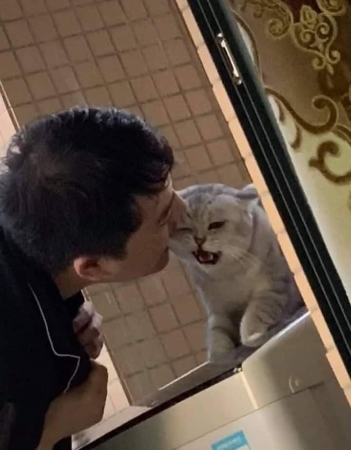 ulat_bulu_bulu's tweet photo. Nobody :

Cat owners : https://t.co/GBa7eeuwdO
