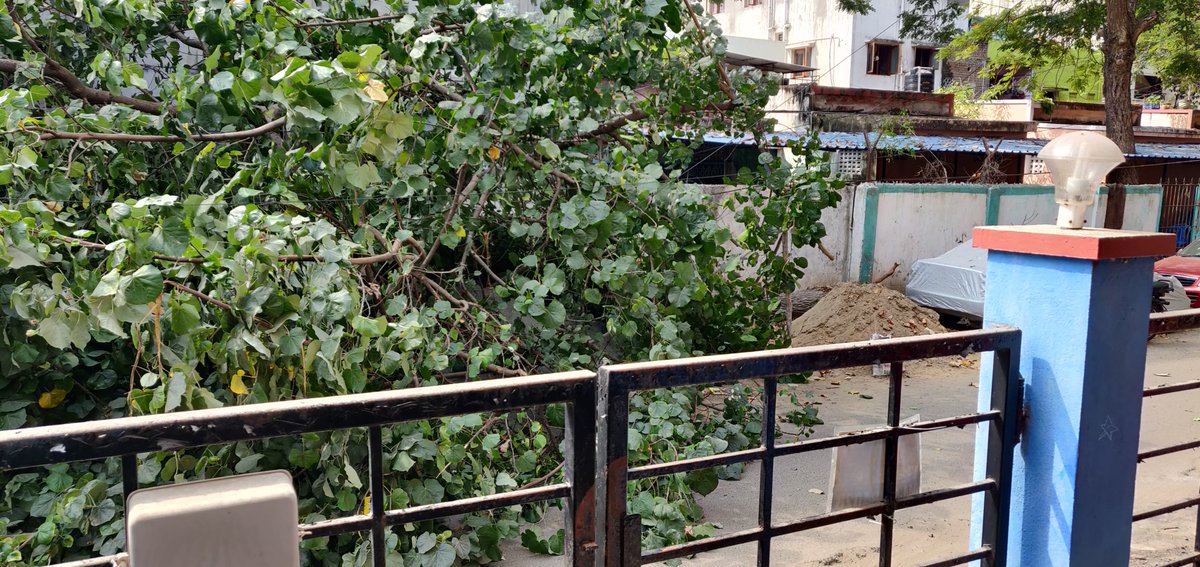 mallari_n's tweet photo. @chennaicorp 

#trees 
#streetpole

Tree fallen 45 mins back. Would be great if we get an helping arm from Corporation of Chennai in removing this. And  also fixing the street pole which was adjacent to this tree, the same has fallen too. 

currently blocking. 
Thanks in advance https://t.co/wcvLxl3psj