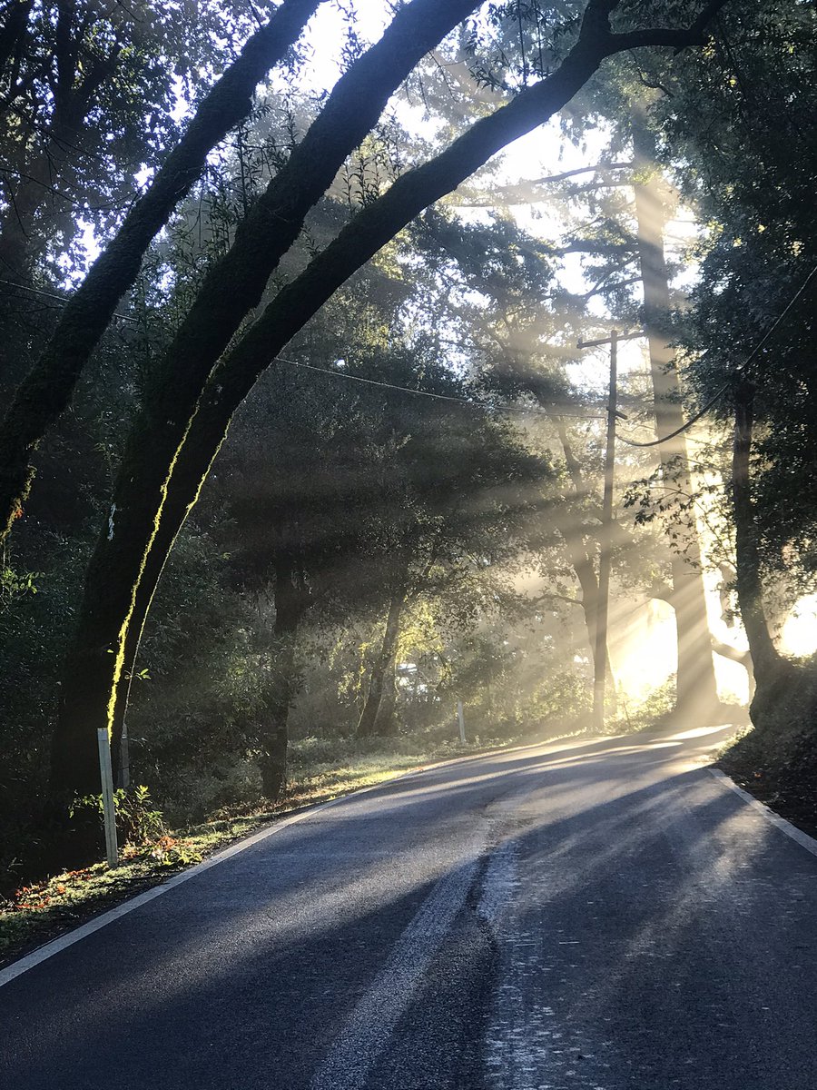 BoundlessBotany's tweet photo. Santa Cruz Mountains the morning after a good and much needed watering. https://t.co/laOTFxwZCR