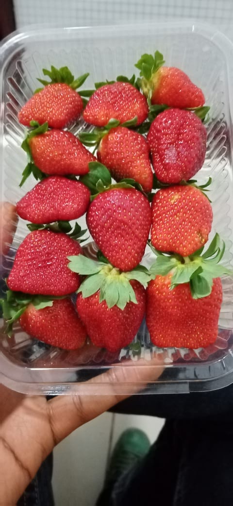 IrriHub's tweet photo. Agribusinesses owned by Kenyan Youths
Thread.. 

Let's support our own 💪🏿

Company: Jaick Agricultural Produce
Specialisation: Strawberry farming
Location: Mountain Mall Thika road
Contact: 0723146885
https://t.co/e4WhNLm9SW
@JaickProduce

#KOT #agriculture #SundayThoughts https://t.co/nlJAHkSnjW