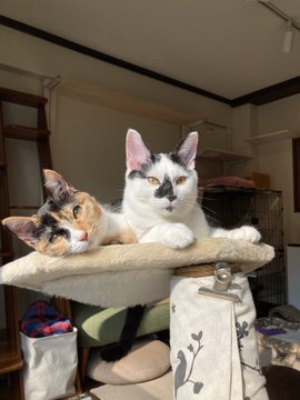 神戸市内でおすすめの猫カフェ10選 たくさんのかわいい猫ちゃんと触れ合える Pathee パシー