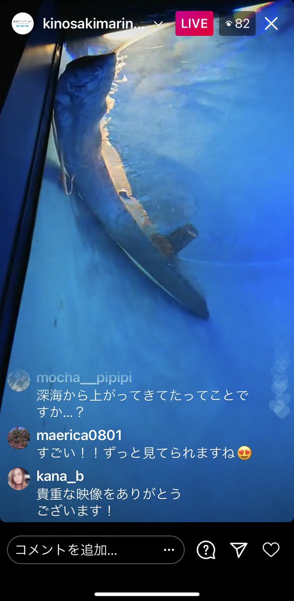 野原資子 Na Twitteru 城崎マリンワールドが リュウグウノツカイを インスタlive 今朝近くの竹野漁港の 定置網で生きたまま あがったそうです 体長2m位で縦に泳いでいました リュウグウノツカイを 生きたまま展示は 超貴重なんだそうです 長生きしますように 野原資子 Na Twitteru 城崎マリンワールドが リュウグウノツカイを インスタlive 今朝近くの竹野漁港の 定置網で生きたまま あがったそうです 体長2m位で縦に泳いでいました リュウグウノツカイを 生きたまま展示は 超貴重なんだそうです 長生きしますように