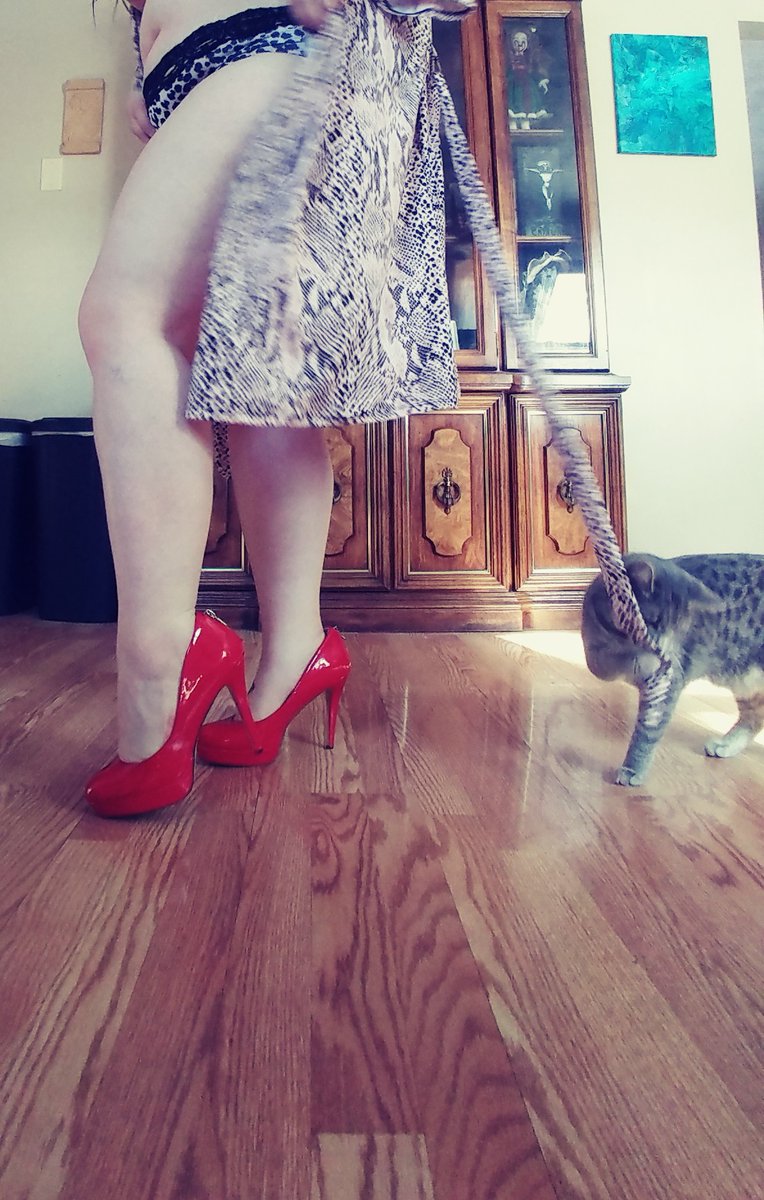 MistressKit5's tweet photo. Cat photobomb 

#cats #CatsOfTwitter #catphotobomb #photobomb #heelslover #lingerie #panties #sexy #curvylingerie #curvyfigure #curvyonlyfans https://t.co/tCcDbXBPcL