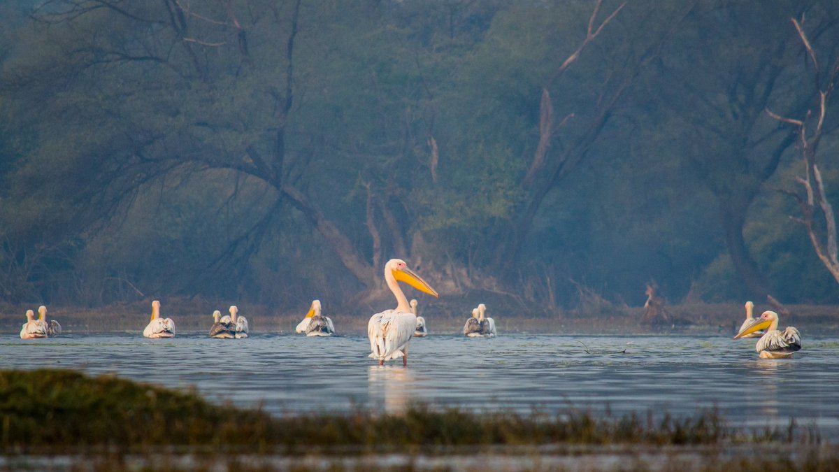 wildscapebypuru's tweet photo. Haq se Single; Rosy Pelican
#rosypelican #pelican #birds #BirdsSeenIn2021 #Bharatpur #thecreativepix https://t.co/FkNvv69j8V
