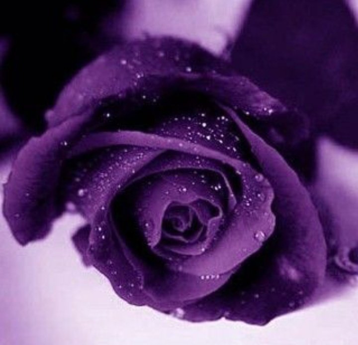 Serve Justice To SSR.....