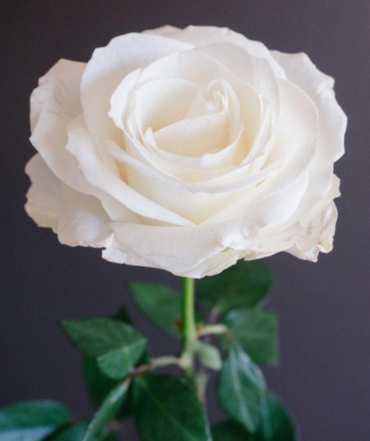 Serve Justice To SSR.....