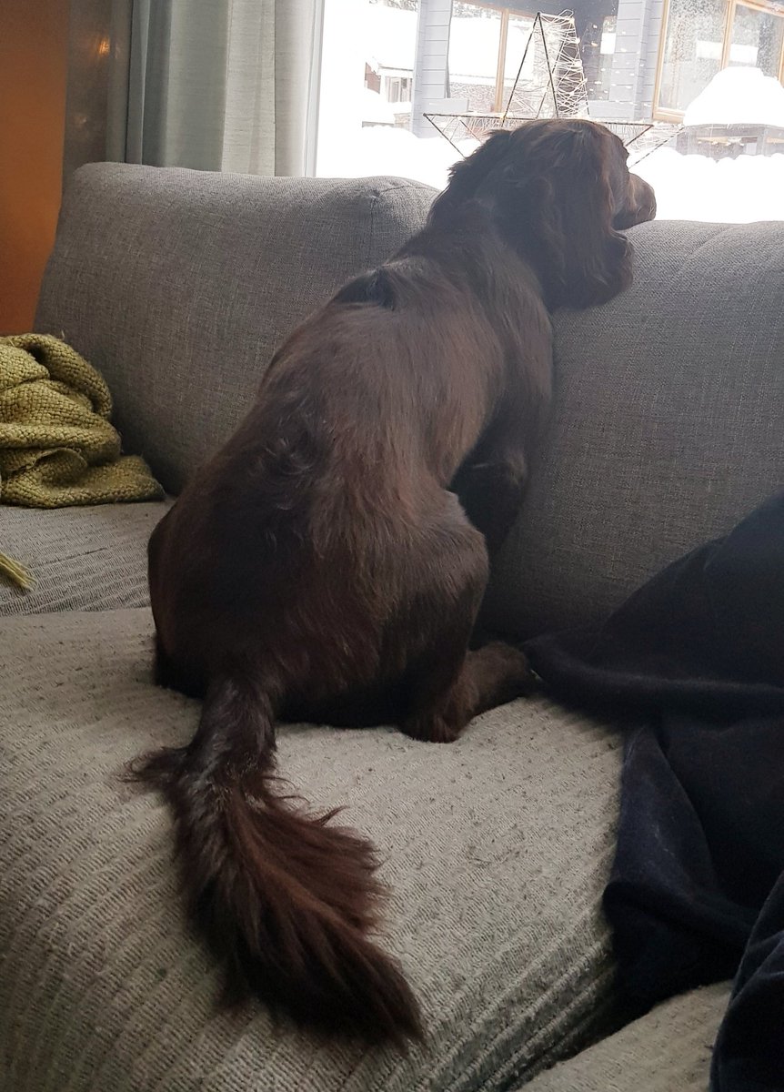 ArmasOne's tweet photo. Haluan ulos. Nyt. 
#vääryyttä #vainkoirajutut #dogsoftwitter https://t.co/JYw6VVSekS
