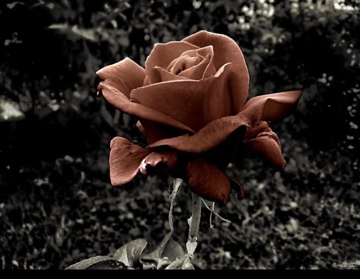 Serve Justice To SSR...