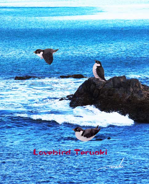 ラブバードテルアキ Lovebirdteruaki Twitter