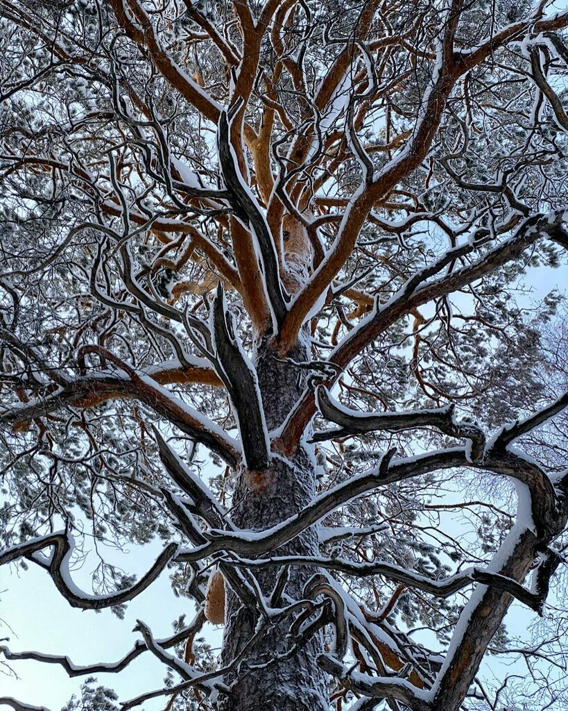 DBorodavkin's tweet photo. Вот это я понимаю хитросплетения 😀
.
.
.
#stolby #siberia #krasnoyarsk #krsk #nature #tree https://t.co/Xt4CGmlDS8