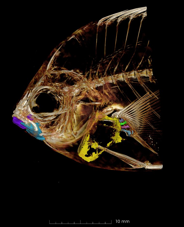 DiverDarien's tweet photo. #BioVizFHL apprenticeship week 5 was learning to CT scan and reconstruct the scans into 3D models. This week I scanned 12 ecologically diverse damselfish which will all be on #morphosource at somepoint, and now all the fish are in iodine stain for muscle tissue scans. https://t.co/SEW6N1qGw5